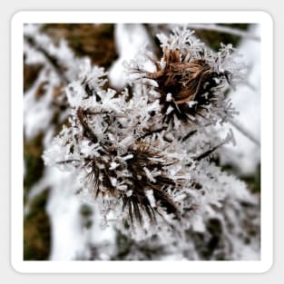 Frozen Nature Plants With Ice Crystals Sticker